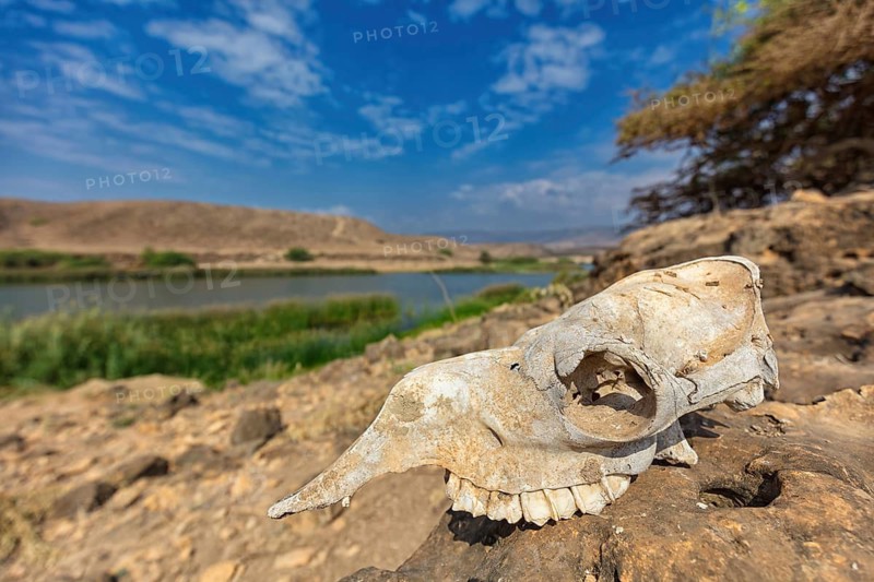 Landscape, Oman, Wadi Darbat, Khor Rori, Khawr Rawri, Mountain, Reeds, Rock, Stone, Skull, Skeleton, Skull, Bone, Dromedary, (Camelus dromedarius), Tree Salalah, Khawr Rawri, Dhofar Governorate, Oman