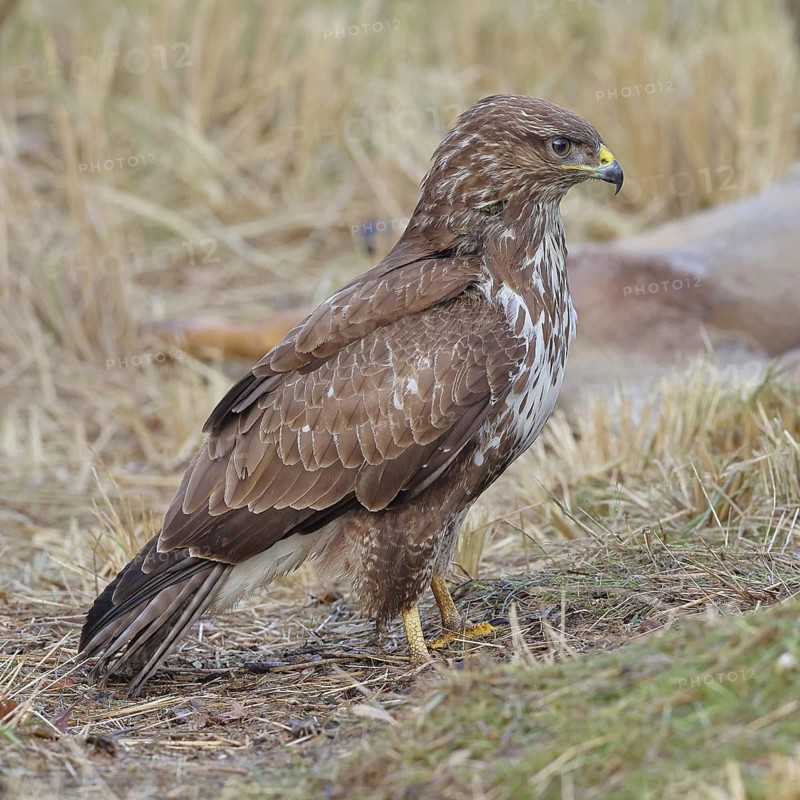 Common buzzard (Buteo buteo), perched in a meadow, Wilnsdorf, North Rhine-Westphalia, Germany
