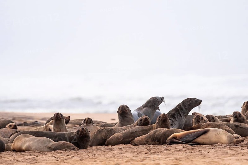 Group of dwarf fur seals (Arctocephalus pusillus) on the beach, Atlantic coast, Namib Naukluft Park, Namib Desert, Namibia