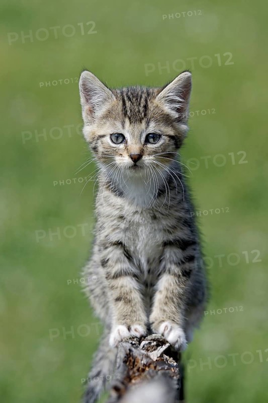 Domestic cat, Germany, tiger kitten sitting attentively on a piece of wood, green meadow in the background