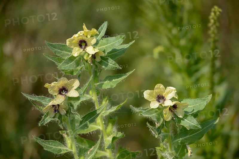 Hyoscyamus niger, solanaceae, black henbane, plants, stinking nightshade