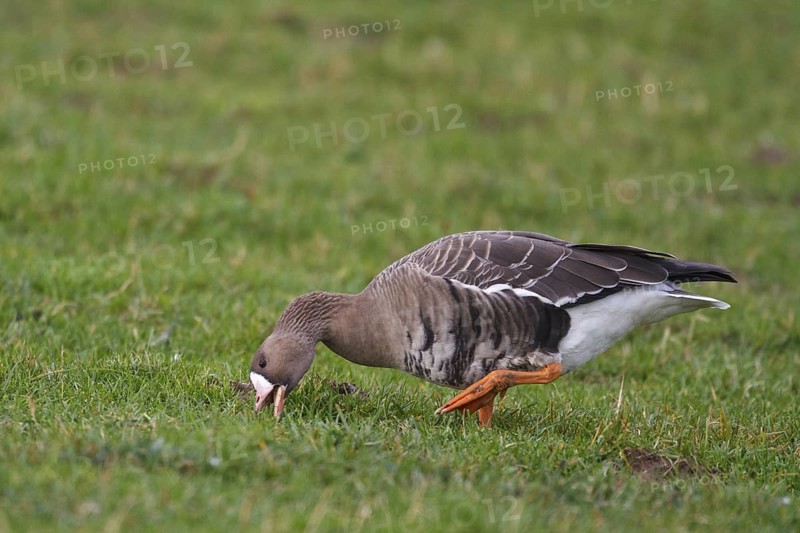 Greater White-fronted Goose (Anser albifrons) foraging, North Rhine-Westphalia, Germany