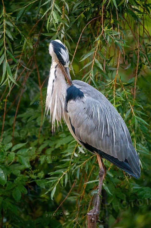 Ardea cinerea, heron, gray heron, birds, ciconiiformes, high size, portrait, heron, walking birds, wading birds, birds
