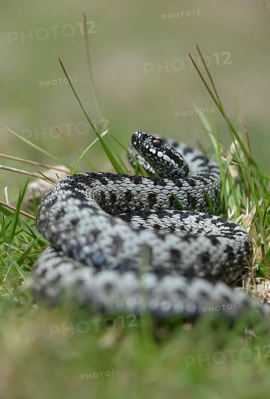 European adder, European viper, venomous snake, vipera berus, critters, poisonous, high size, portrait, reptilia, reptiles, snakes, snakes