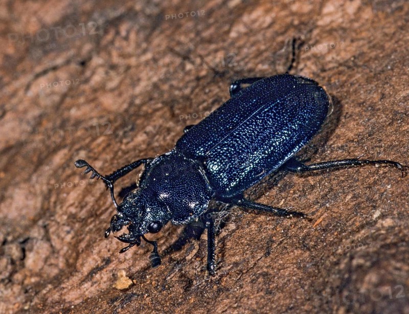Blue stag beetle, small deer beetle, Platycerus caraboides, beetle, insects, beetles