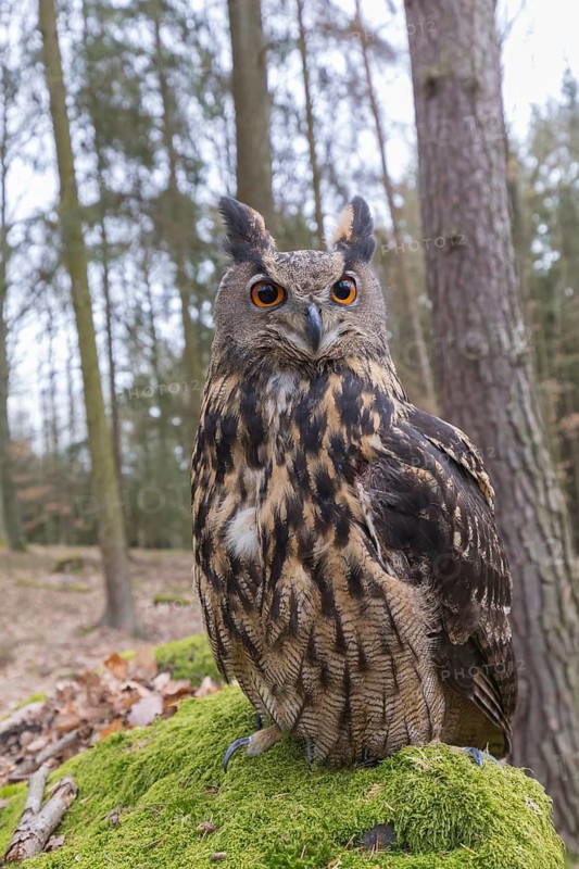 One Eurasian Eagle Owl, Bubo bubo, perched on a mossy rock. A forest in the background