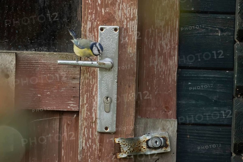 Blue tit (Cyanistes Caeruleus) adult bird on a garden shed door handle, Suffolk, England, United Kingdom
