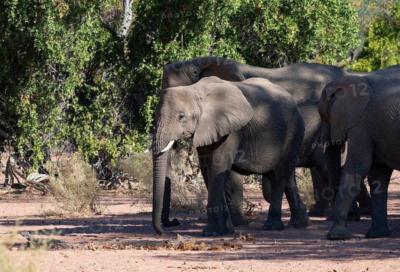 Herd of African elephants (Loxodonta africana), desert elephants, riverbed of the Ugab River, Damaraland, Kunene region, Namibia