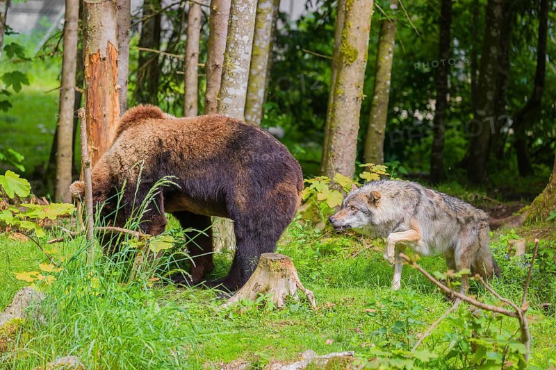 A eurasian grey wolf (Canis lupus lupus) attacks an european brown bear (Ursus arctos arctos)