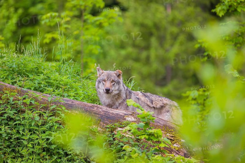 A male Eurasian gray wolf (Canis lupus lupus) stands on a hill, behind a rotting tree lying on the ground. Fresh green vegetation is all around him