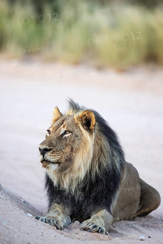 Lion (Panthera leo). Black-maned Kalahari male. Resting on a gravel road. Kalahari Desert, Kgalagadi Transfrontier Park, South Africa