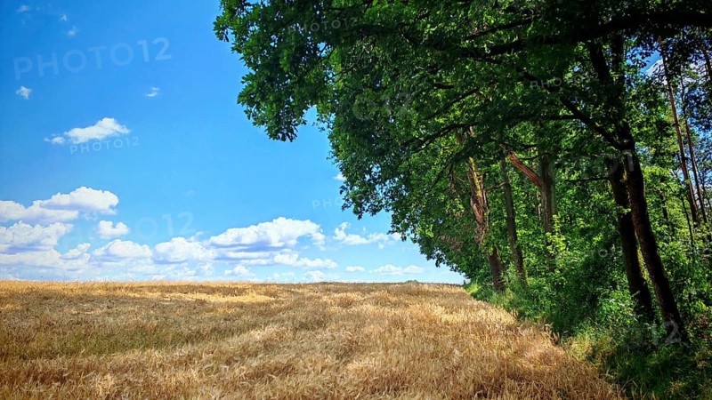 A wide field under a blue sky with clouds and a forest edge full of green trees, summer, Rödental, Upper Franconia