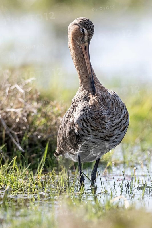 Black-tailed godwit (Limosa limosa), Lower Saxony, Germany