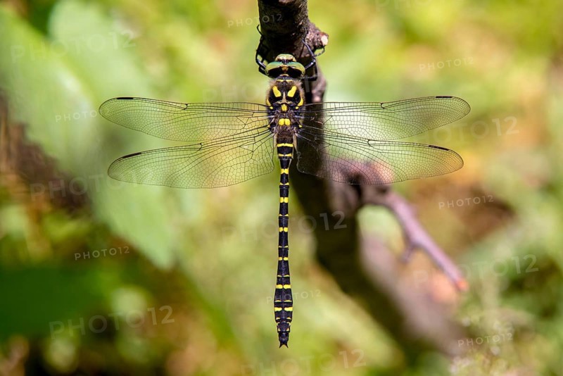 Cordulegaster Boltoni, Golden-ringed Dragonfly, Two-Striped Spring Maiden, Anisoptera, Damselflies, Dragonflies, Insects, Dragonflies, Odonata