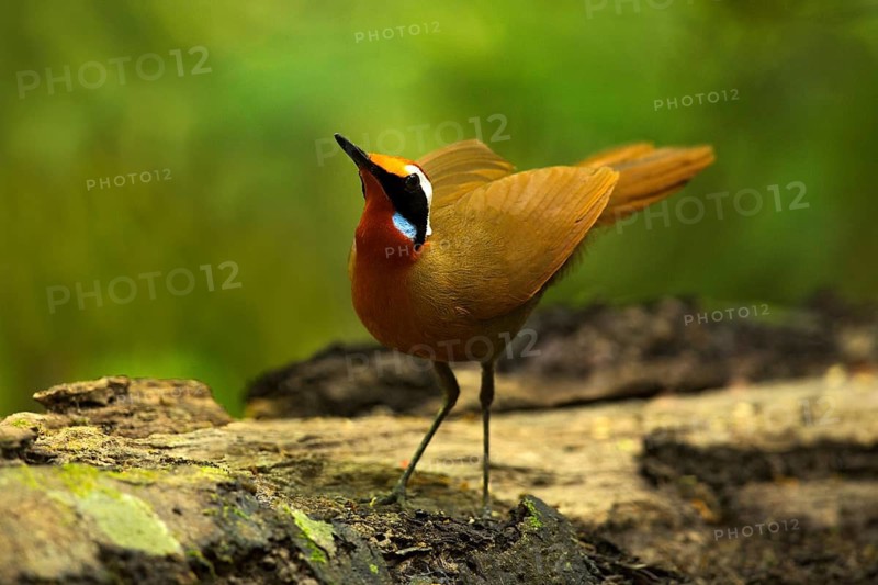Rail-babbler (Eupetes macrocerus), Pahang, Malaysia