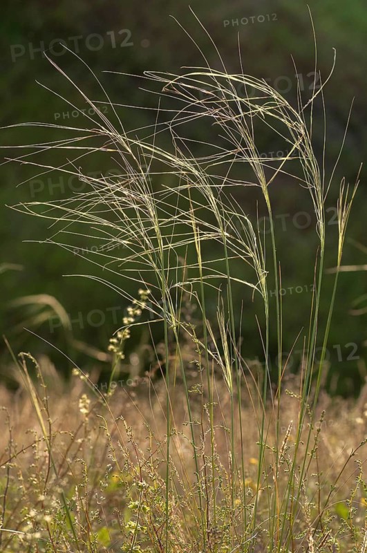 Dwarf feathergrass, hairtail grass, hairy feathergrass, pingrass, poaceae, stipa capillata, sweet grass, flora, high size, vertical format, plants, steppe grass