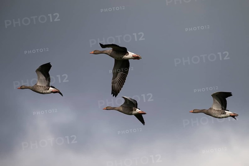 Greylag goose (Anser anser) in flight, North Rhine-Westphalia, Germany