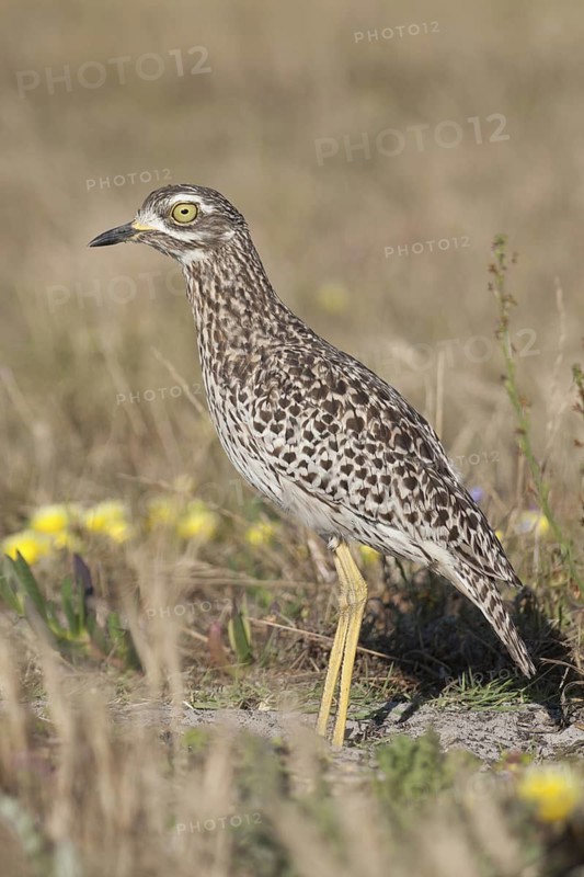 Kaptriel (Burhinus capensis), South Africa