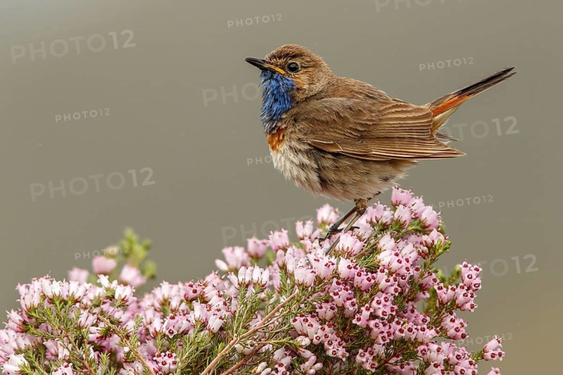 Bluethroat (Luscinia svecica), perched, Castile and Leon, Spain