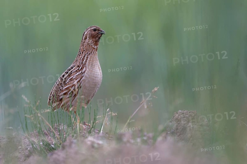 Common Quail (Coturnix coturnix), Saxony, Germany