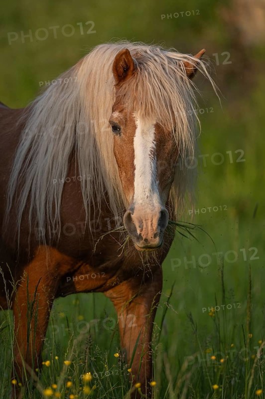 A brown horse eats grass in a green field. There are yellow flowers all around him. The sun is low in the sky and illuminates the surrounding area. Lower Rhine Alsace, France