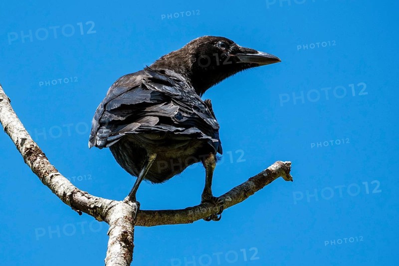 A carrion crow (Corvus corone) perched on a branch, Hinterstein, Bad Hindelang, Oberallgäu, Allgäu, Bavaria, Germany