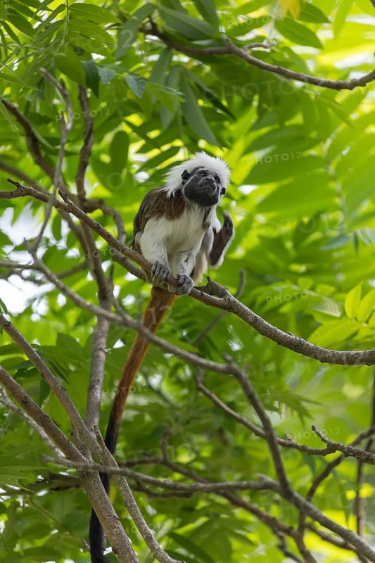 One cotton-top tamarin (Saguinus oedipus)is sitting in a tree. A forest with green leaves in the background