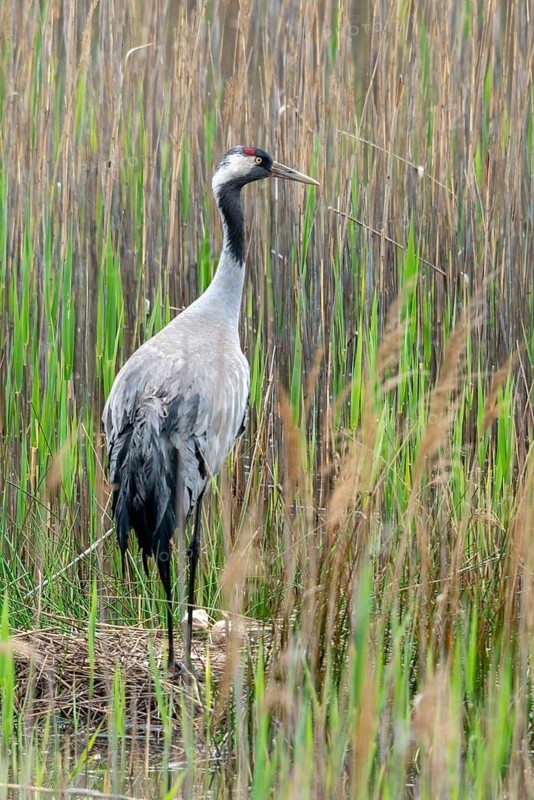 Brandenburg, Crane, Germany, Grus Grus, Crane, Nabu, Nabu Project, National Natural Heritage, Grünhaus Nature Paradise, Follow-Up Landscape, Birds, Bruidae, Gruiformes, Grünhaus, High Size, Portrait, Crane Birds, Nest, Wagbirds, Birds