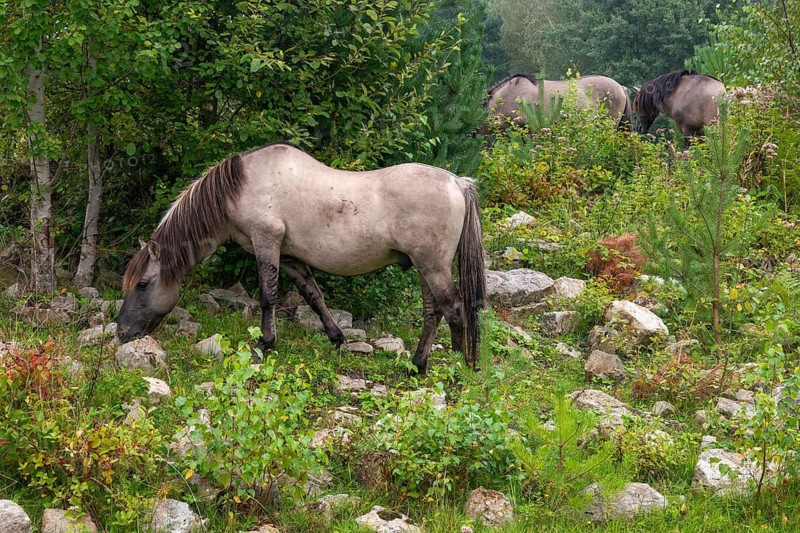 Equus Caballus sspec., horse, konic, odd-toed ungulates, perissodactyla, grazing, domesticated animals, extensive grazing, pet, horses, landscape management, landscape preservation, mammals, horses, pony, mammals, unpaired ungulates