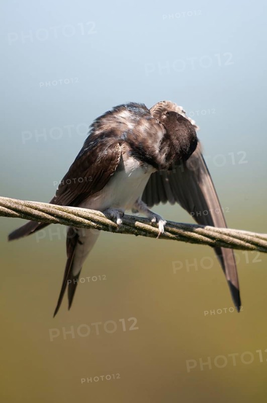 Delichon urbica, house martin, house martins, birds, plumage care, adolescent, high size, portrait, juvenile, passeri, preening, swallows, songbirds, birds