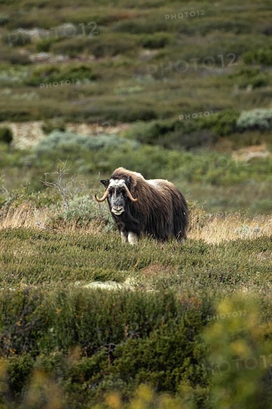 A musk ox with curved horns stands in a meadow dotted with bushes in the open countryside, musk ox (Ovibos moschatus) in the tundra of Dovrefjell National Park, Norway