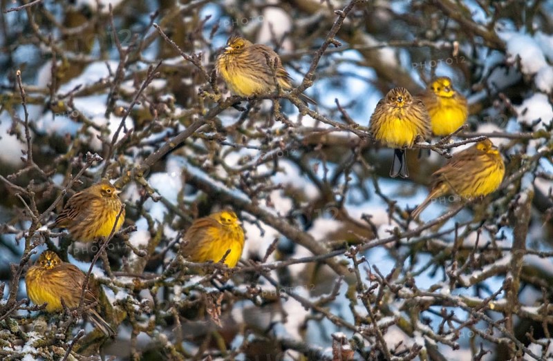 Emberiza Citrinella, Yellowhammer, Yellowhammer, Birds, Male, Meadow Orchard, Male, Passeri, Snow, Songbirds, Orchard, Birds, Winter
