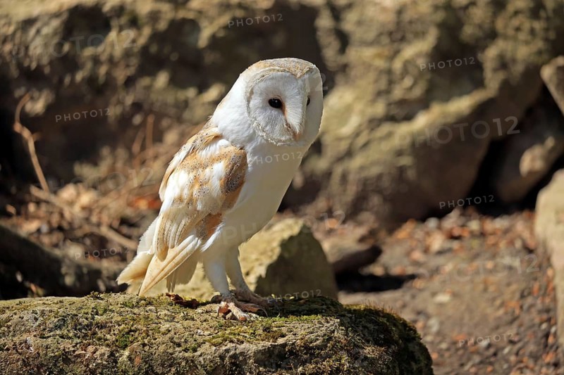 Barn owl (Tyto alba), Hofgeismar, Hesse, Germany