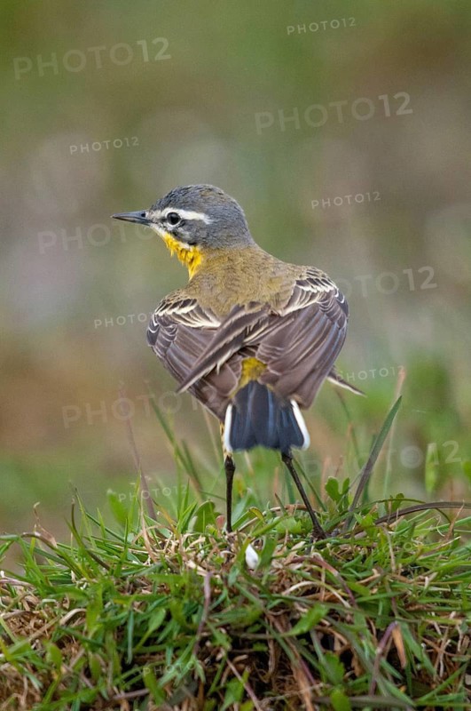 Motacilla flava, sheeptail, western yellow wagtail, yellow wagtail, birds, plumage care, high size, portrait format, male, passeri, preening, songbirds, birds
