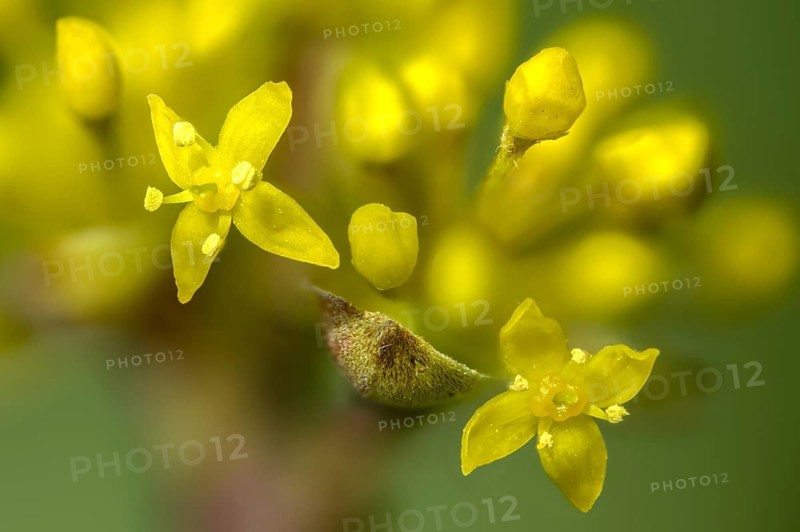 Cornaceae, cornus mas, dürlitz, European cornel, dogwood family, herlitze, hirlnut, cornelian, flora, plants, plants