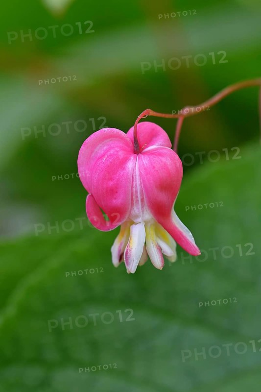 Watering Heart (Lamprocapnos spectabilis), flower in a garden, Wilnsdorf, North Rhine-Westphalia, Germany