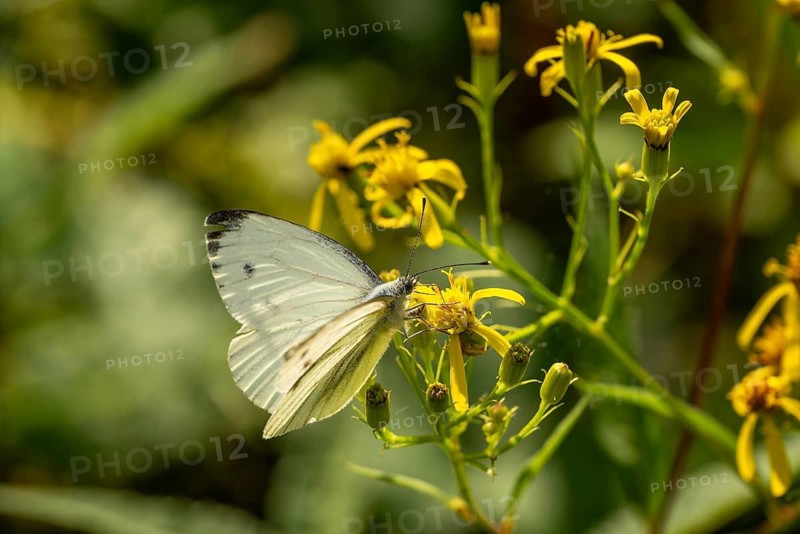 Close-up of a Small white (Pieris rapae) on Jacob's ragwort (Jacobaea vulgaris, syn.: Senecio jacobaea), Germany