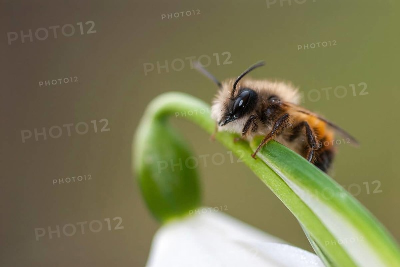 Apidae, bees, hymenoptera, osmia bicornis, osmia rufa, red mason bee, red mason bee, spring, insects, insects, leo, spring, wild bees