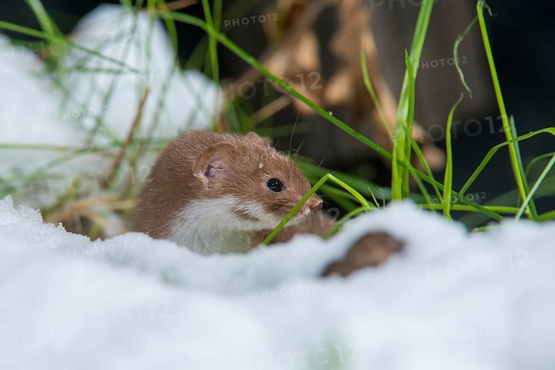 Carnivora, least weasel, mouse weasel, mustela nivalis, predators, mammals, raptors, snow, mammals, winter