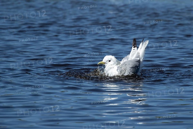 Black legged kittiwake (Rissa tridactyla) adult seabird bird bathing in water of a shallow pool, England, United Kingdom