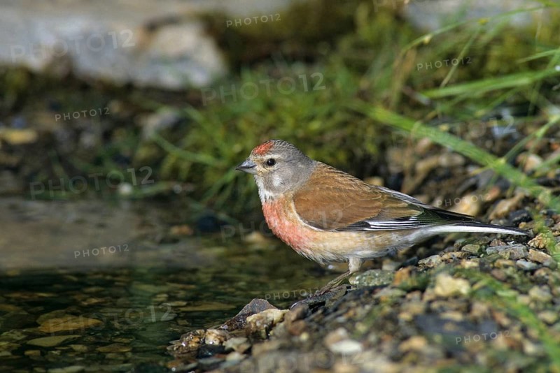 Acanthis cannabina, bloodtail, linaria cannabina, linnet, bath, bird bath, birds, hanfling, male, passeri, songbirds, songbirds, drinking, birdbath, birds, watering place