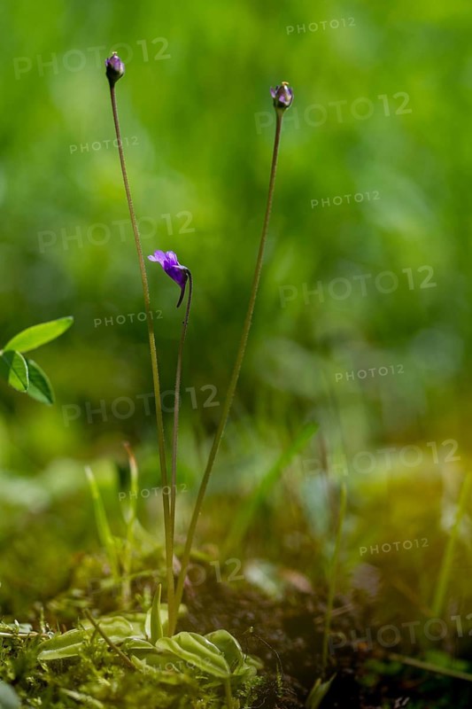 Butterwort, butterwort, common butterwort, lentibulariaceae, pinguicula vulgaris, flora, high size, vertical format, plants, plants