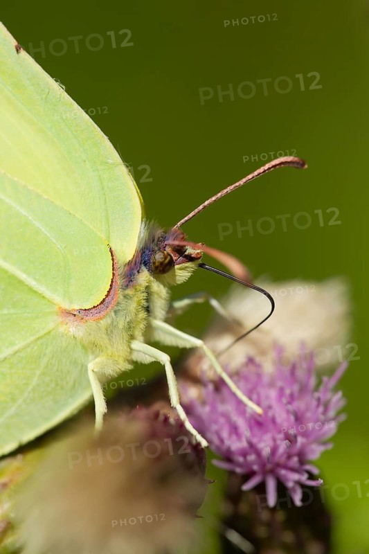 Brimstone butterfly (Gonepteryx rhamni) adult male insect feeding on a Creeping thistle flower in summer, England, United Kingdom