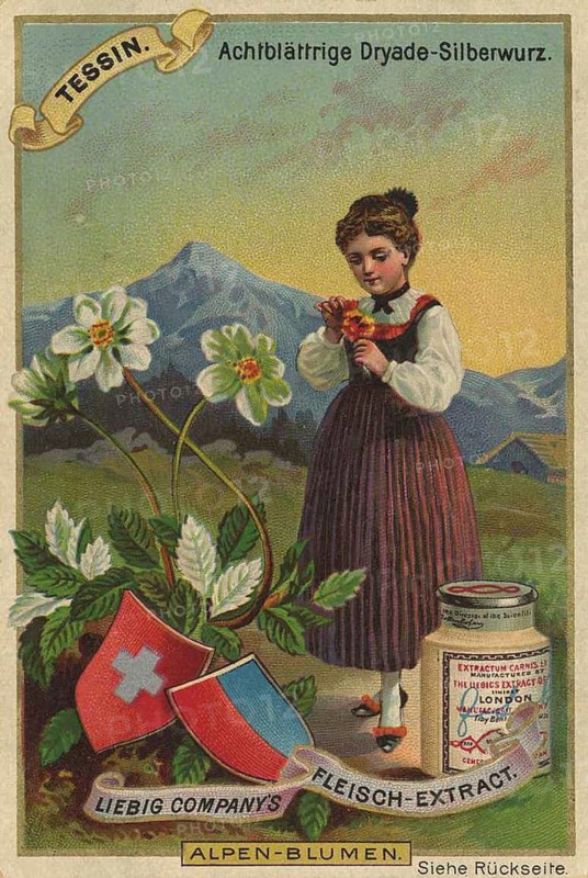 Picture series Alpine flowers, eight-leaved dryad, silverroot, in Ticino, Switzerland, Liebig picture, digitally restored reproduction of a collector's picture from ca 1900, public domain, exact date unknown, young girl in traditional traditional costume with silverroot and view of the Alps