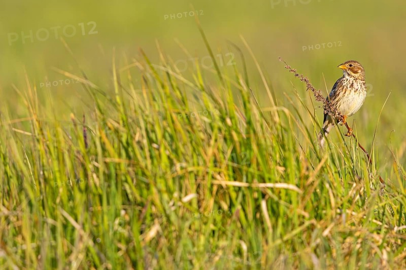 Corn Bunting, Miliaria calandra, Emberiza calandra, Bruant proyer, Triguero, Bad D¸rkheim district, Erpolzheim, Rhineland-Palatinate, Germany