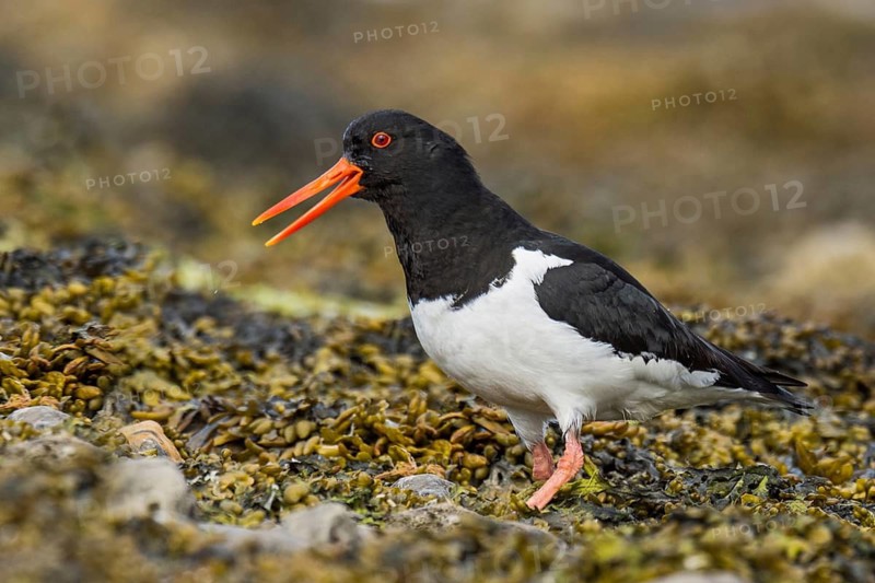 Eurasian Oystercatcher (Haematopus ostralegus) calling, Iceland