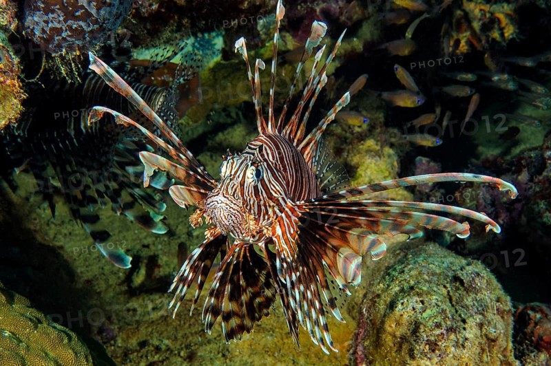 Pacific red lionfish (Pterois volitans) with spread fins poisonous spines poisonous marine animal floats in shipwreck aud Second World War Helmet Wreck, Pacific, Republic of Palau