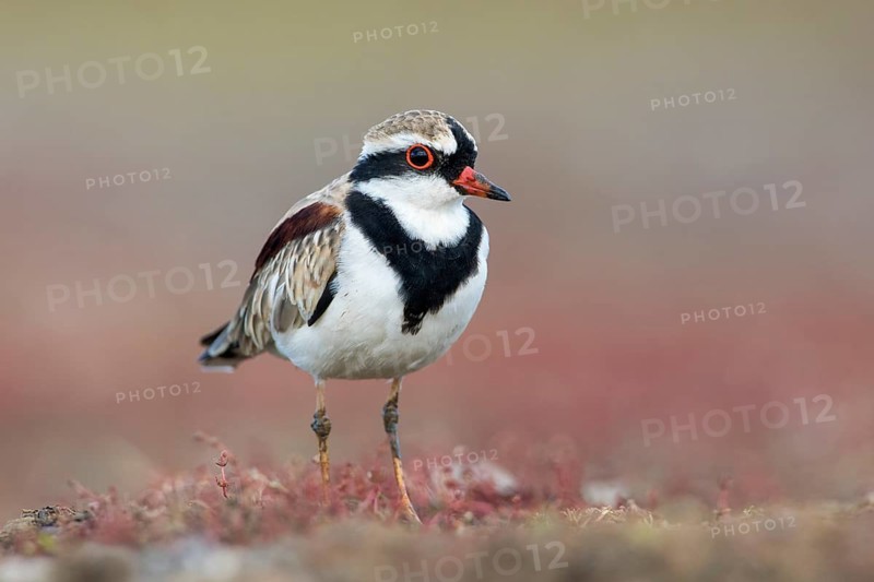 Black-fronted Dotterel (Elseyornis melanops), Victoria, Australia