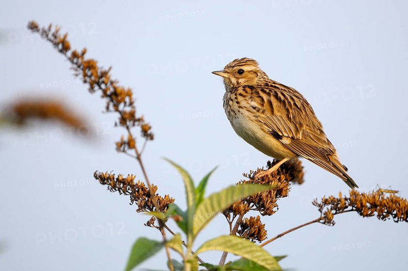 Heidelerche (Lullula arborea), Woodlark, singendes Maennchen, morgens, Mai, Oberhausen, Ruhrgebiet, Nordrhein-Westfalen, Deutschland