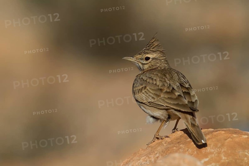 Thekla Lark - Theklalerche - Galeridae theklae ssp. theresae, Morocco, adult